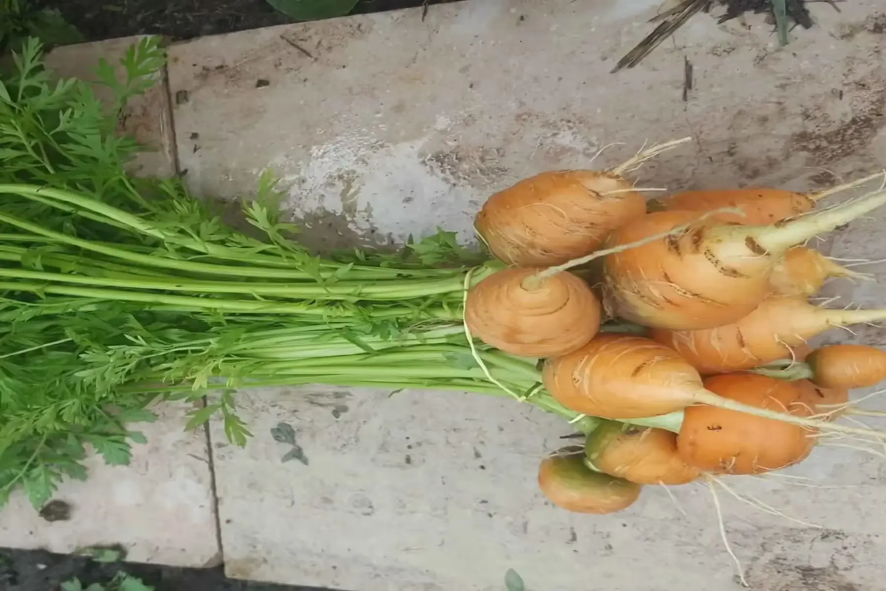 carottes toupies botte