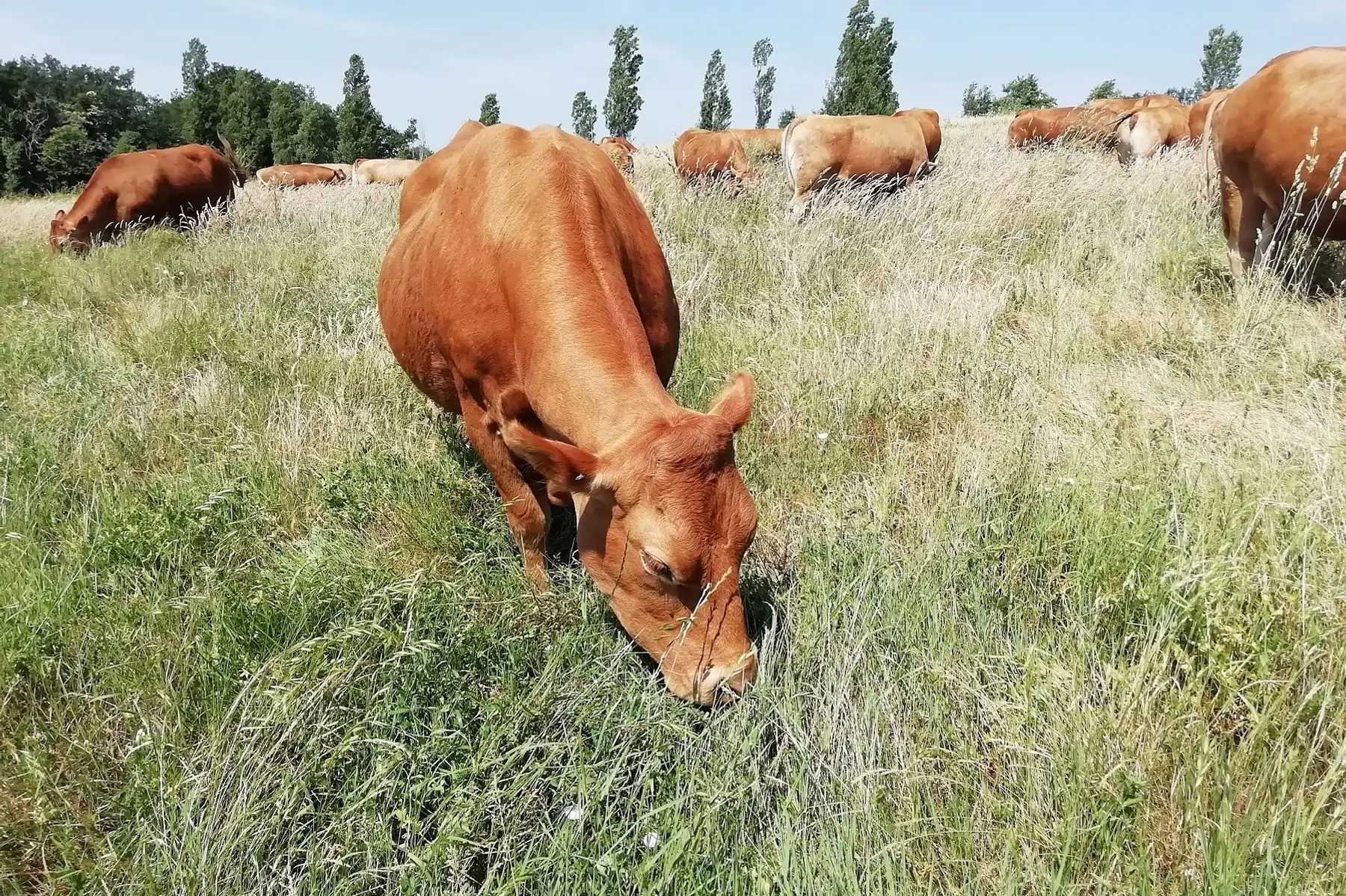 colis de viande de veau sous la mère