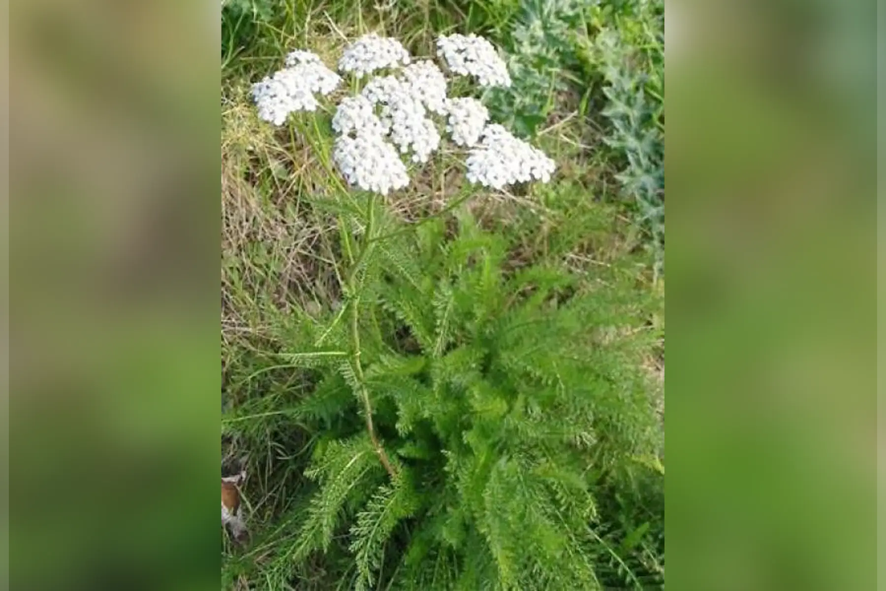 achillee millefeuille sèche