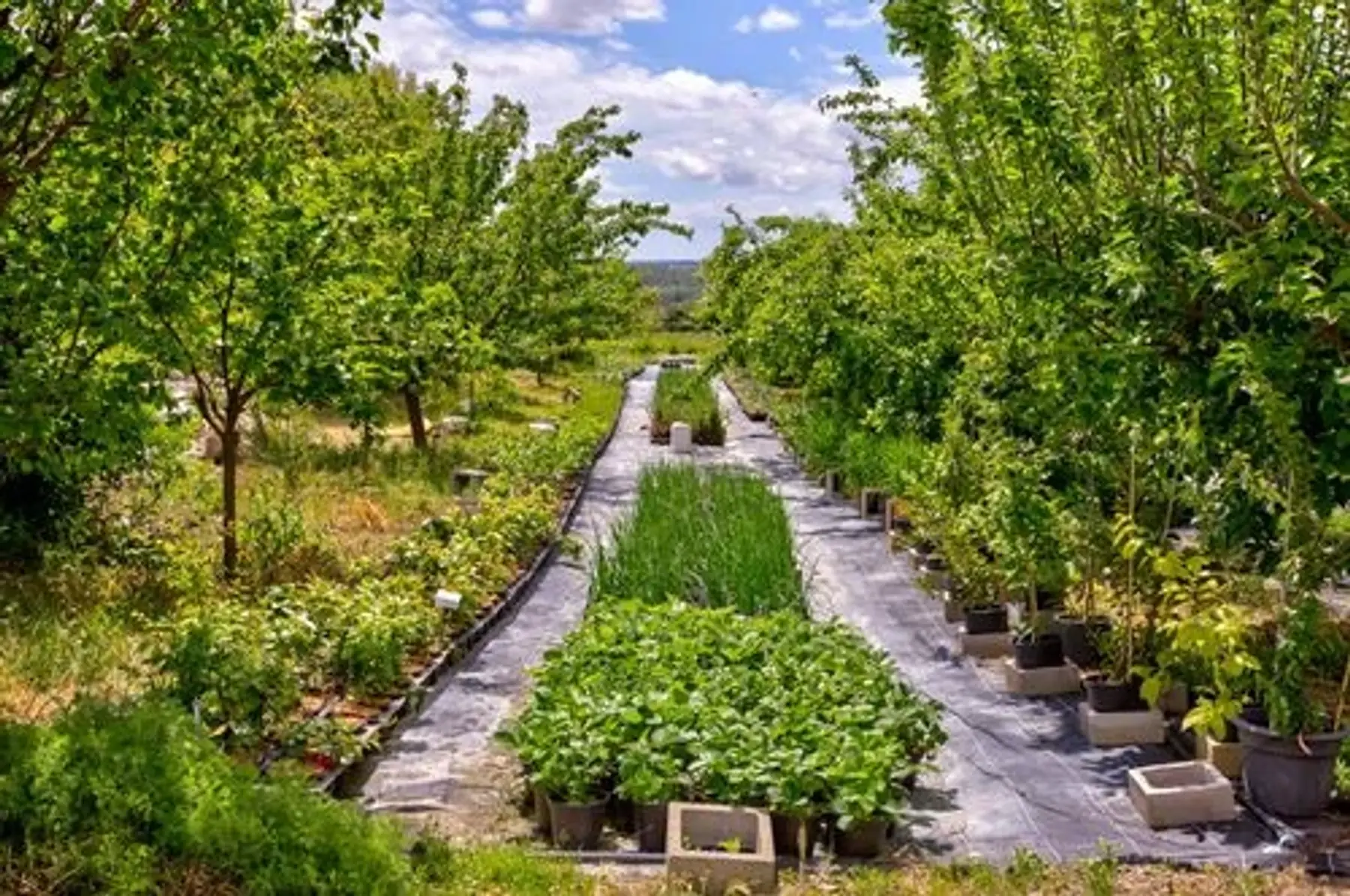 arbres utiles et vivaces