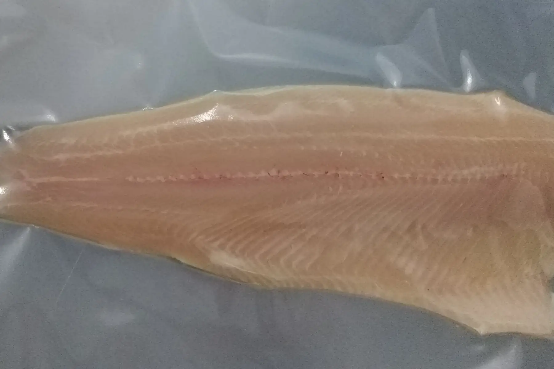 filet de truite arc en ciel brut