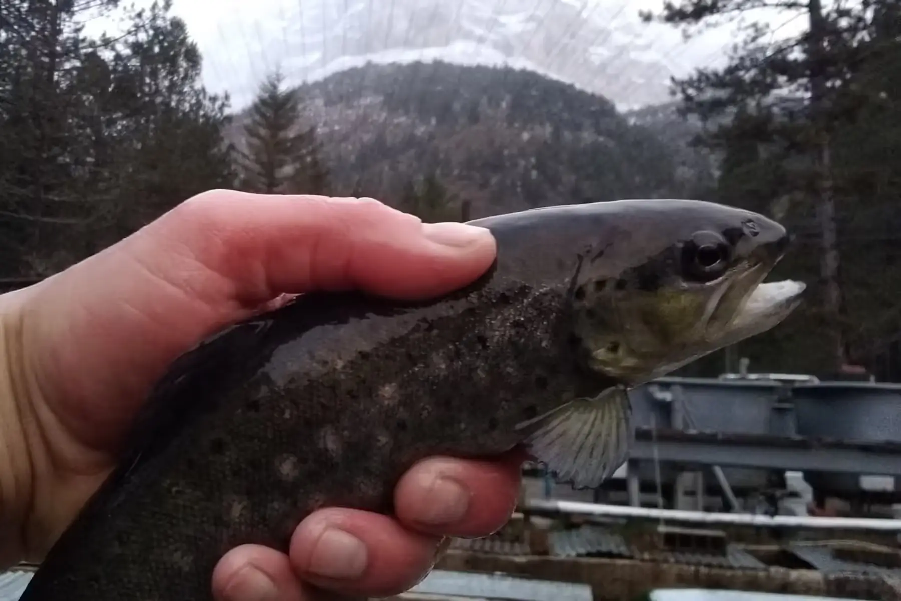 la truite d archiane