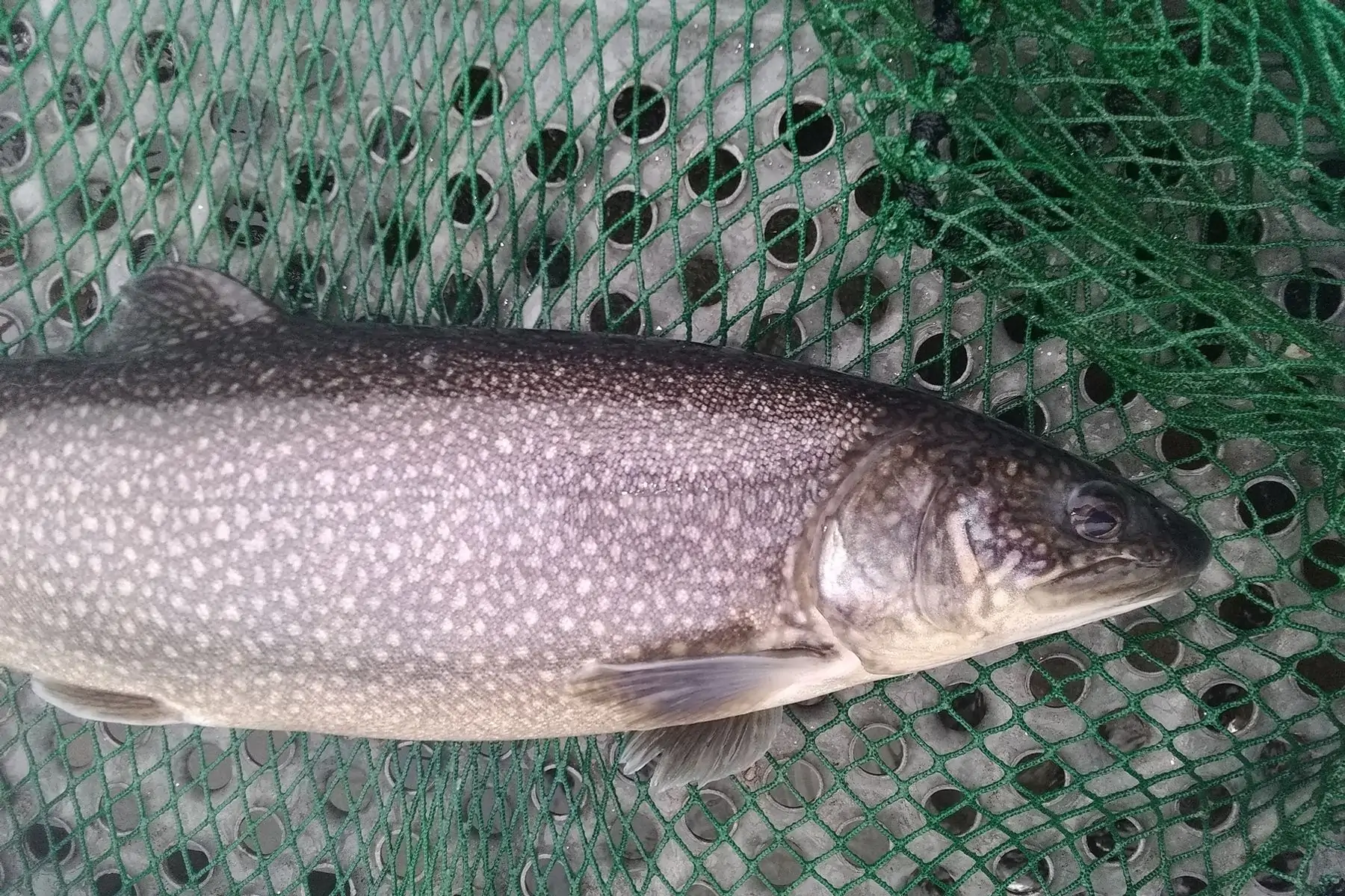 cristivomer (pour 3-4 personnes)