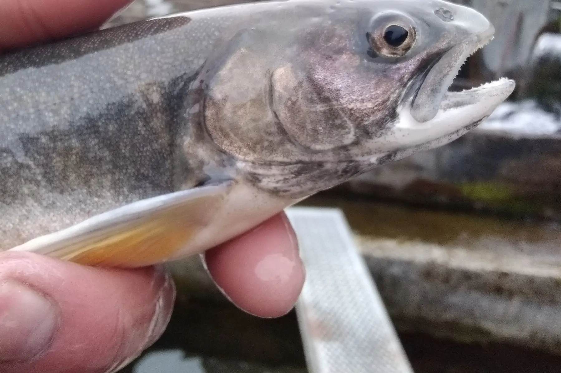 omble chevalier (env.2 x 250g =pour 2 pers.)