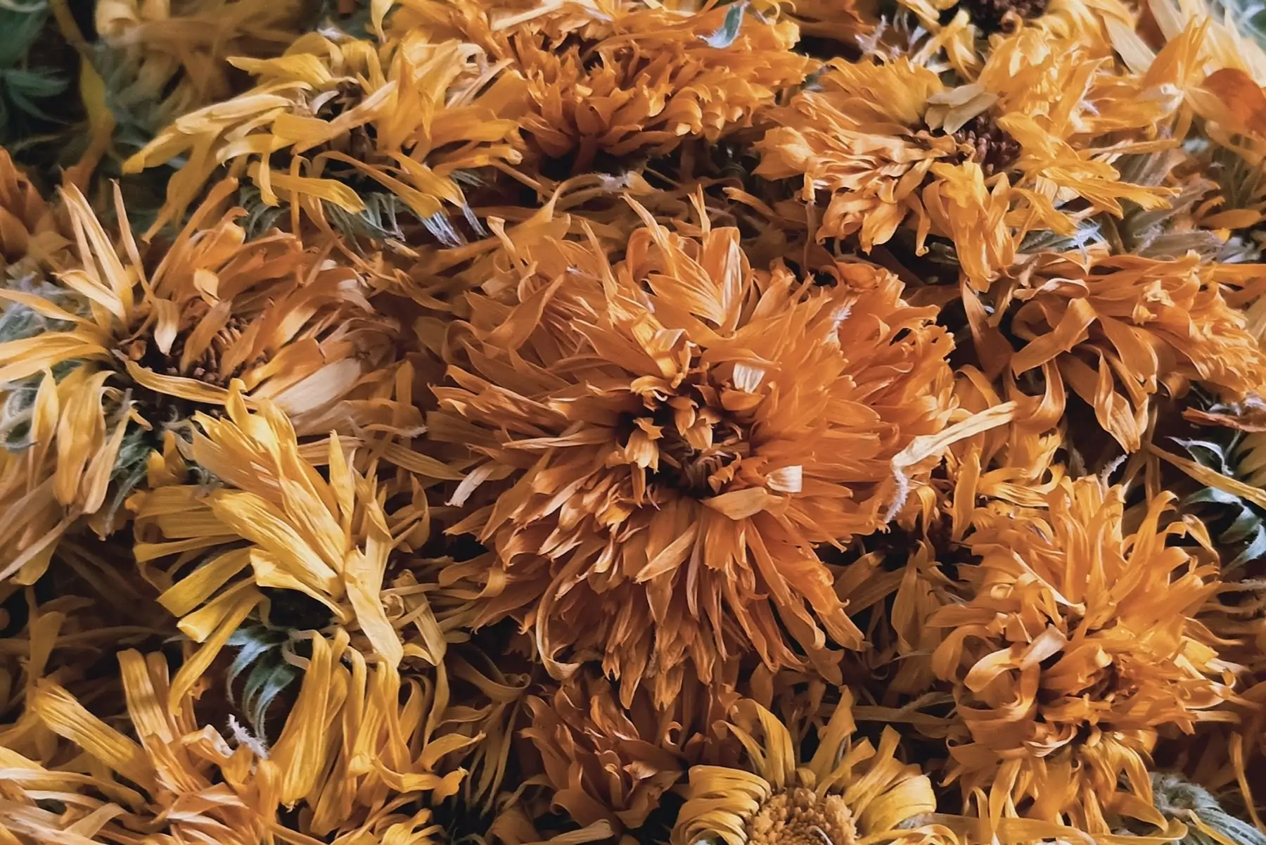 calendula