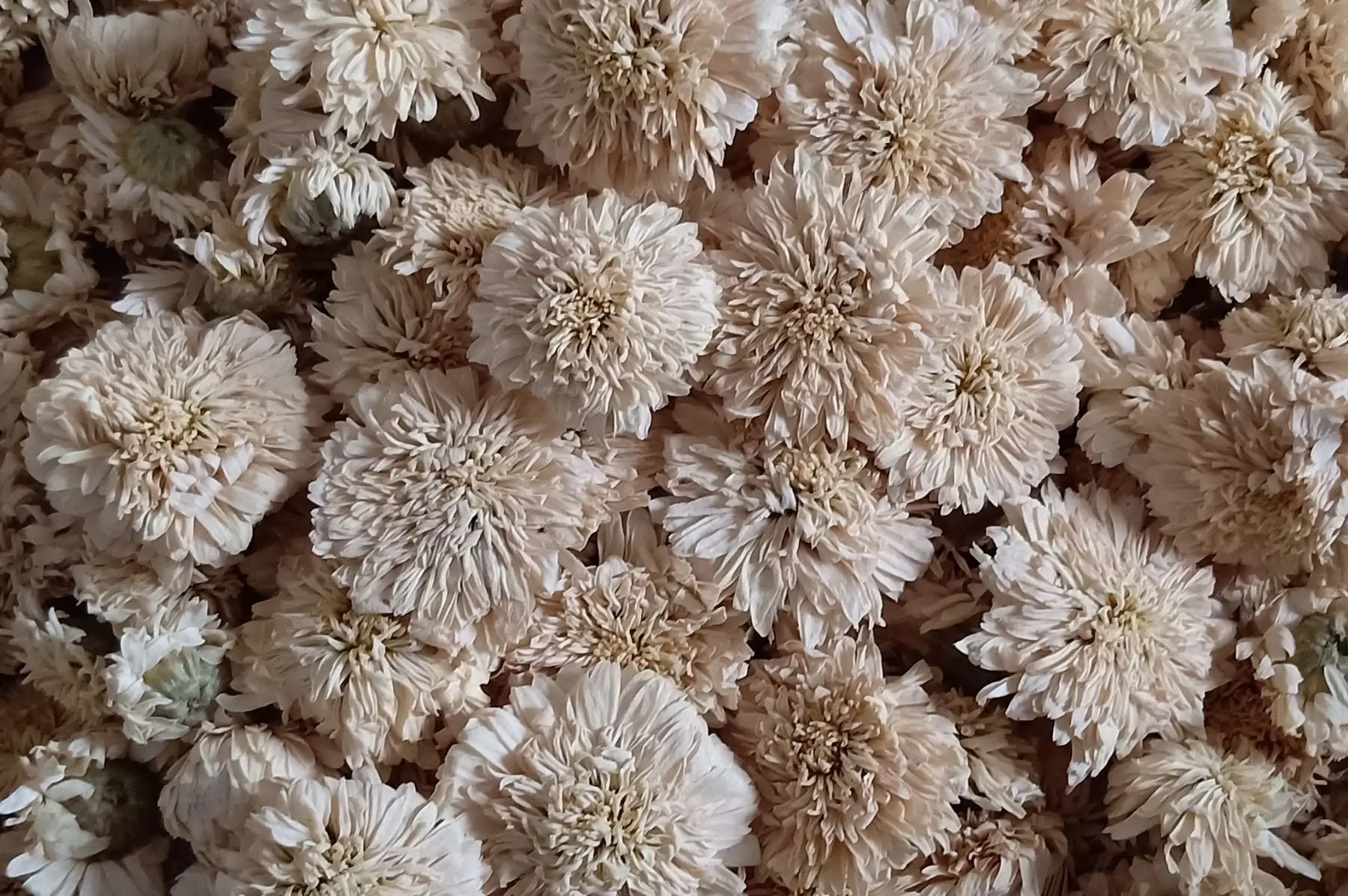 camomille romaine