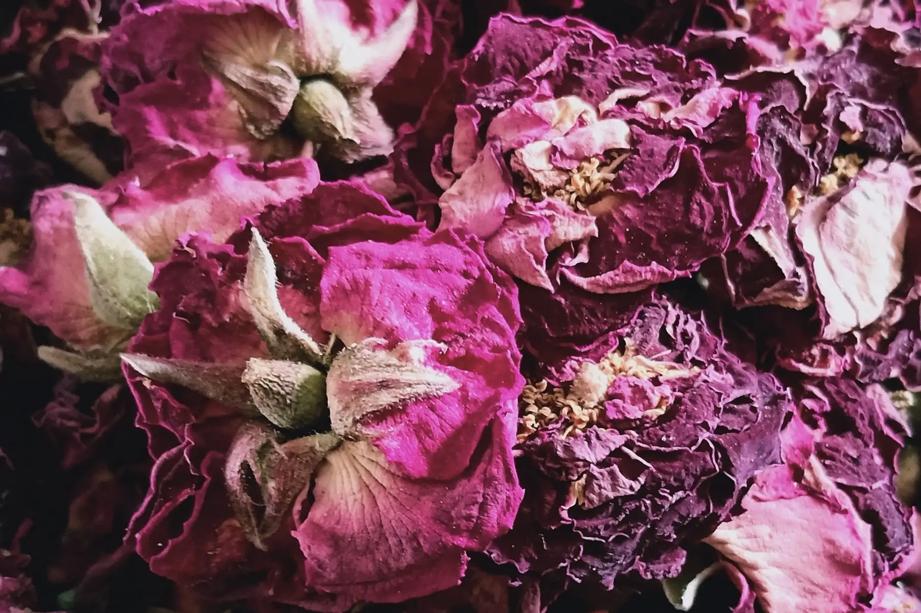 rose de provins
