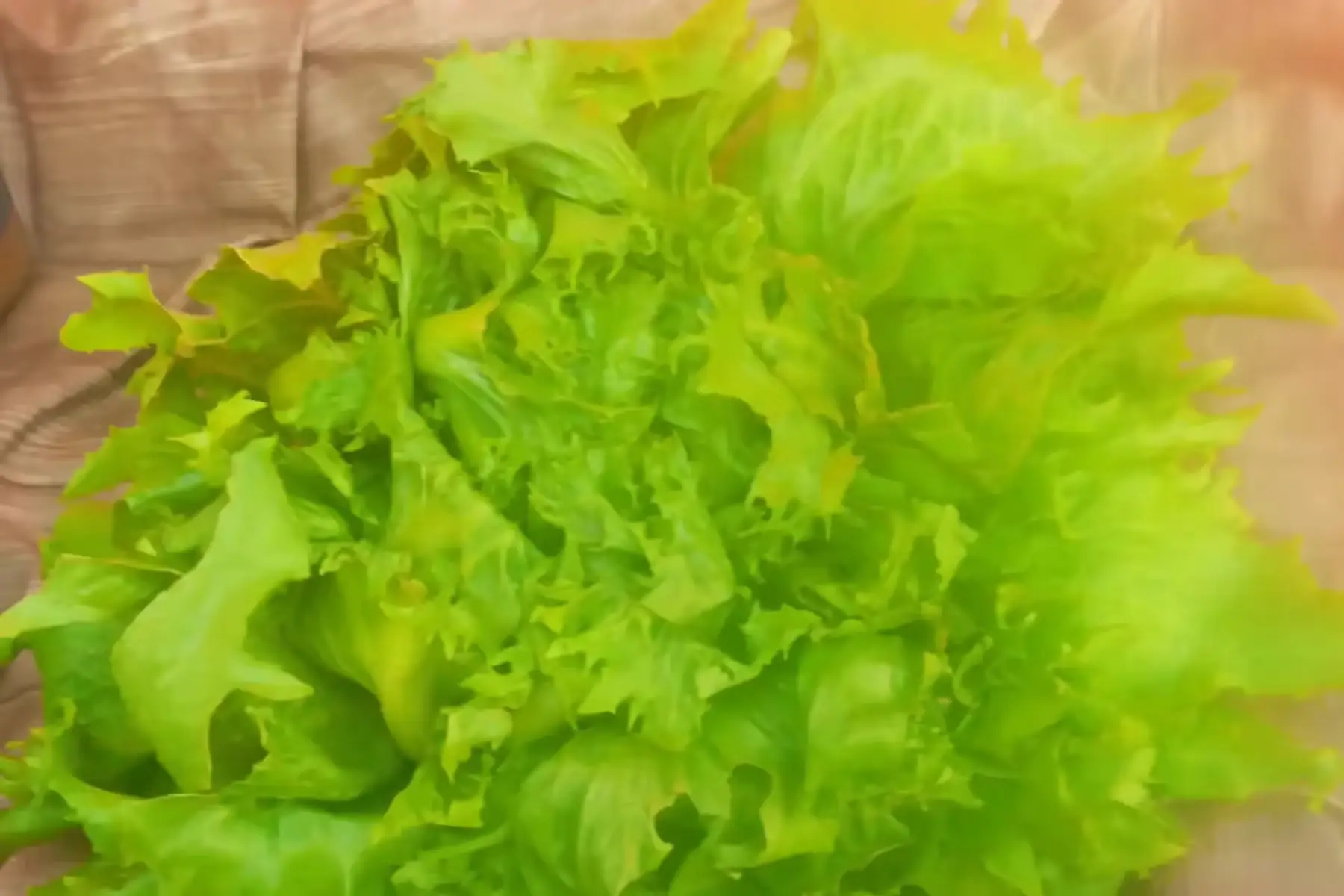 salade