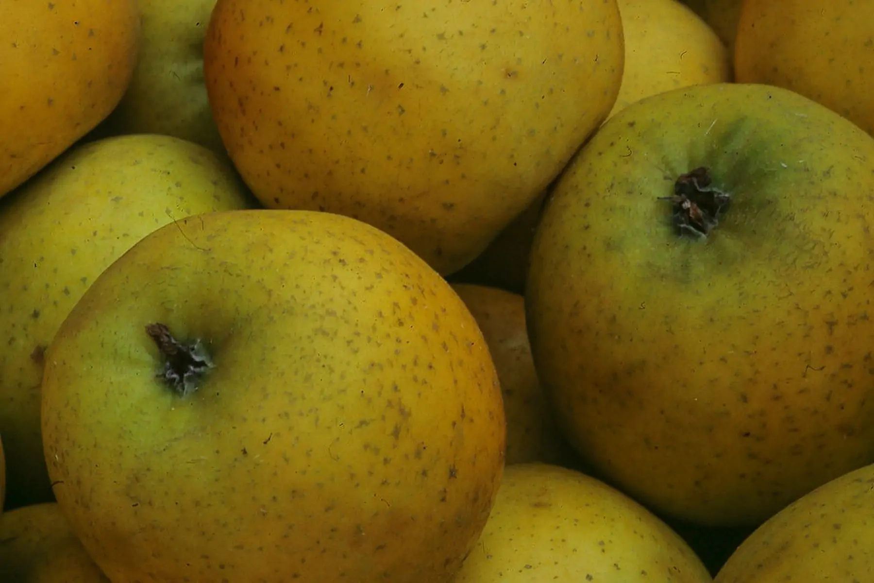 pomme chantecler (sac de 5kg)