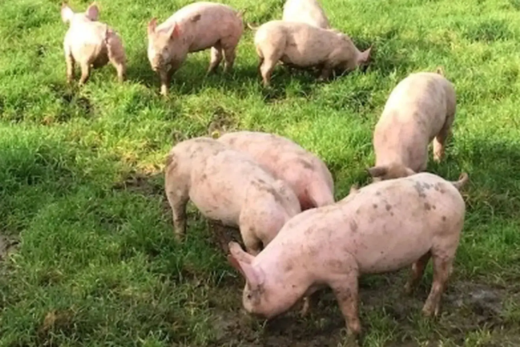 colis de porc plein air