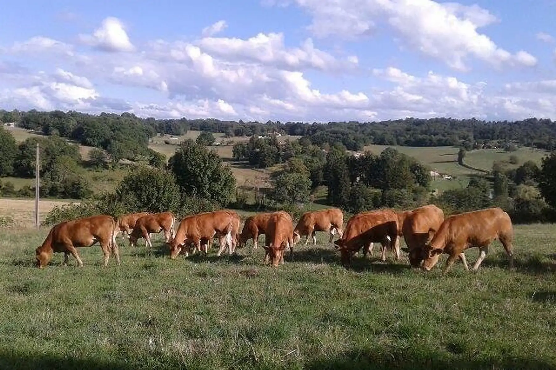 colis de boeuf tradition 5 ou 10kg