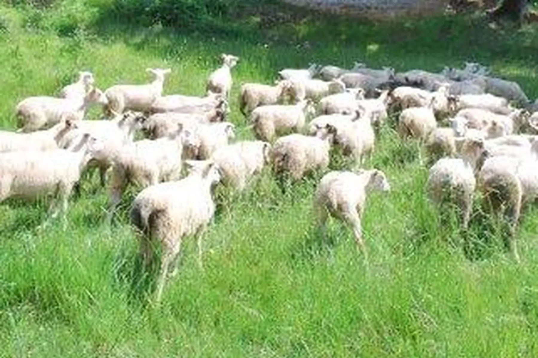 colis agneau classique 7 à 10kg