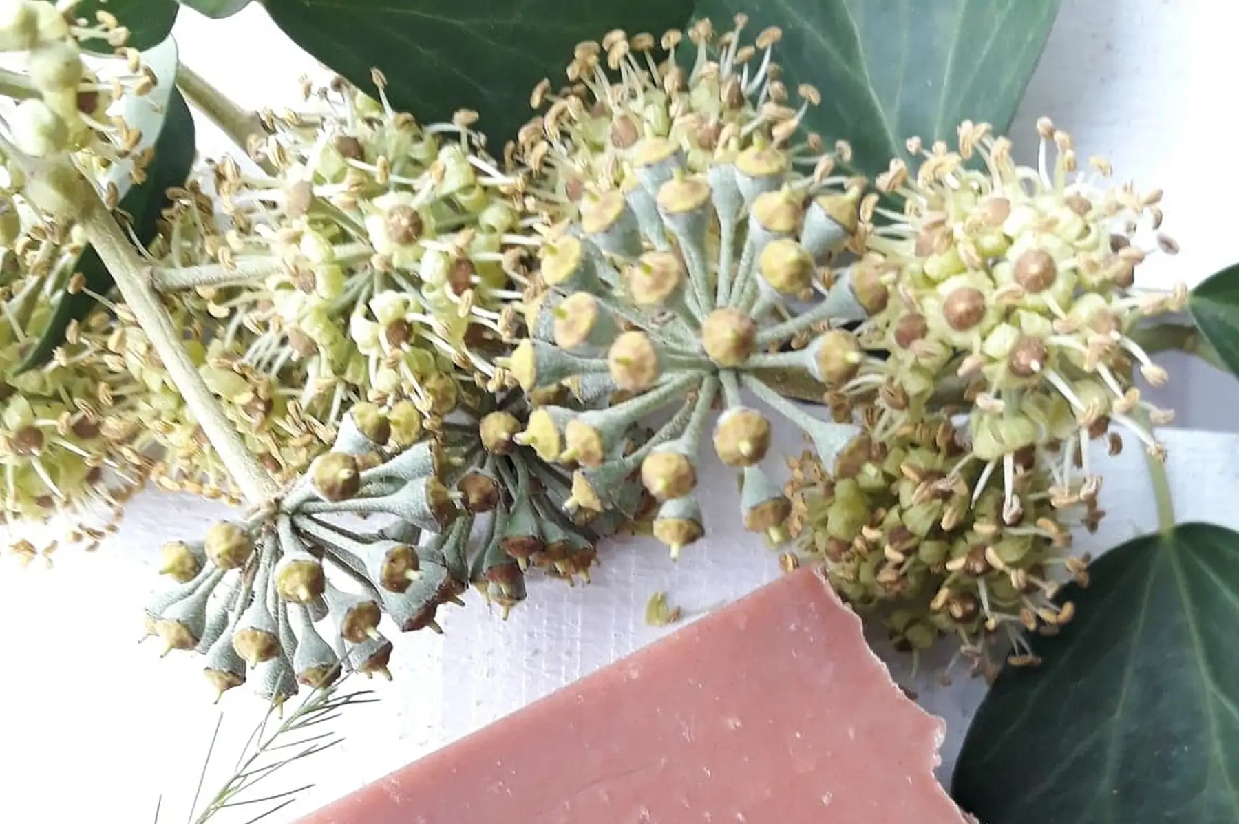 la nature de lilie