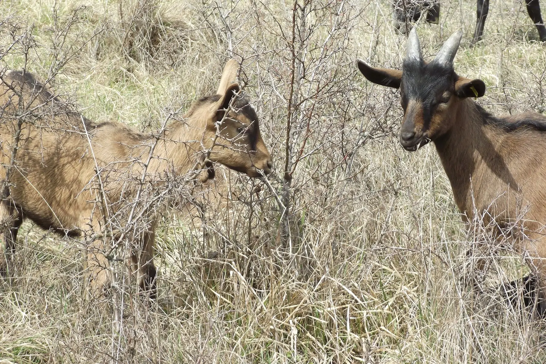 Pauline Perdrix - Ferme des Sagnes