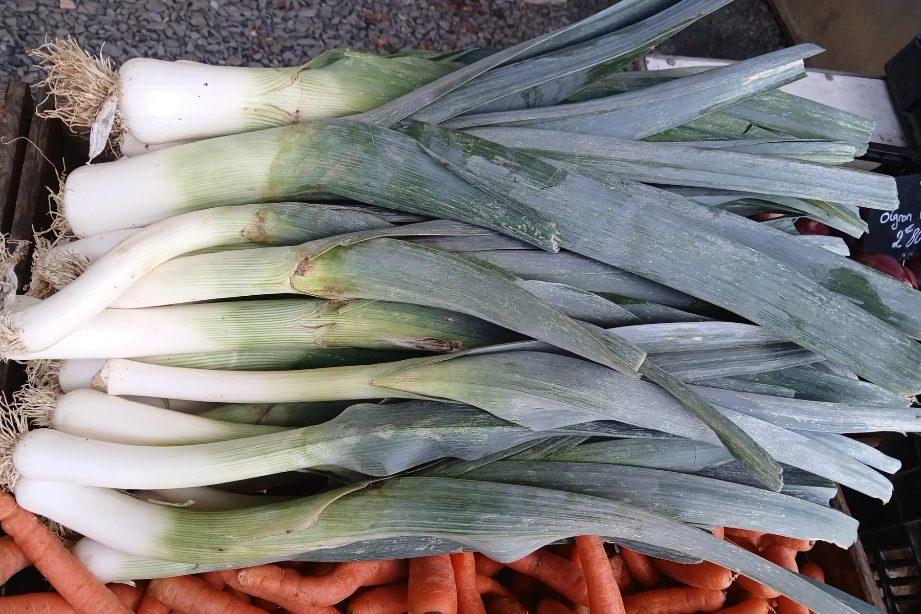 Poireau nouveau