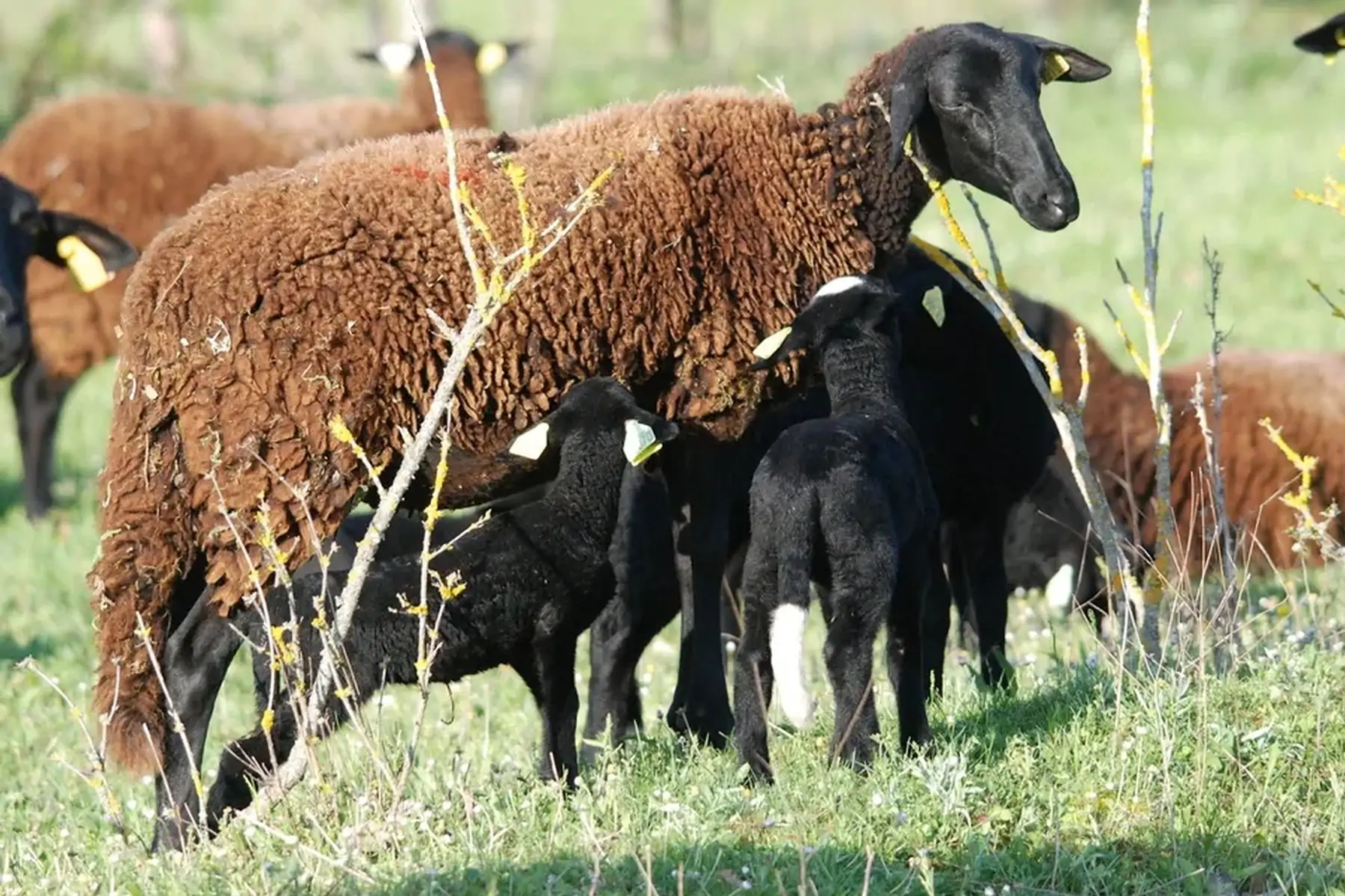 demi agneau noir du velay bio