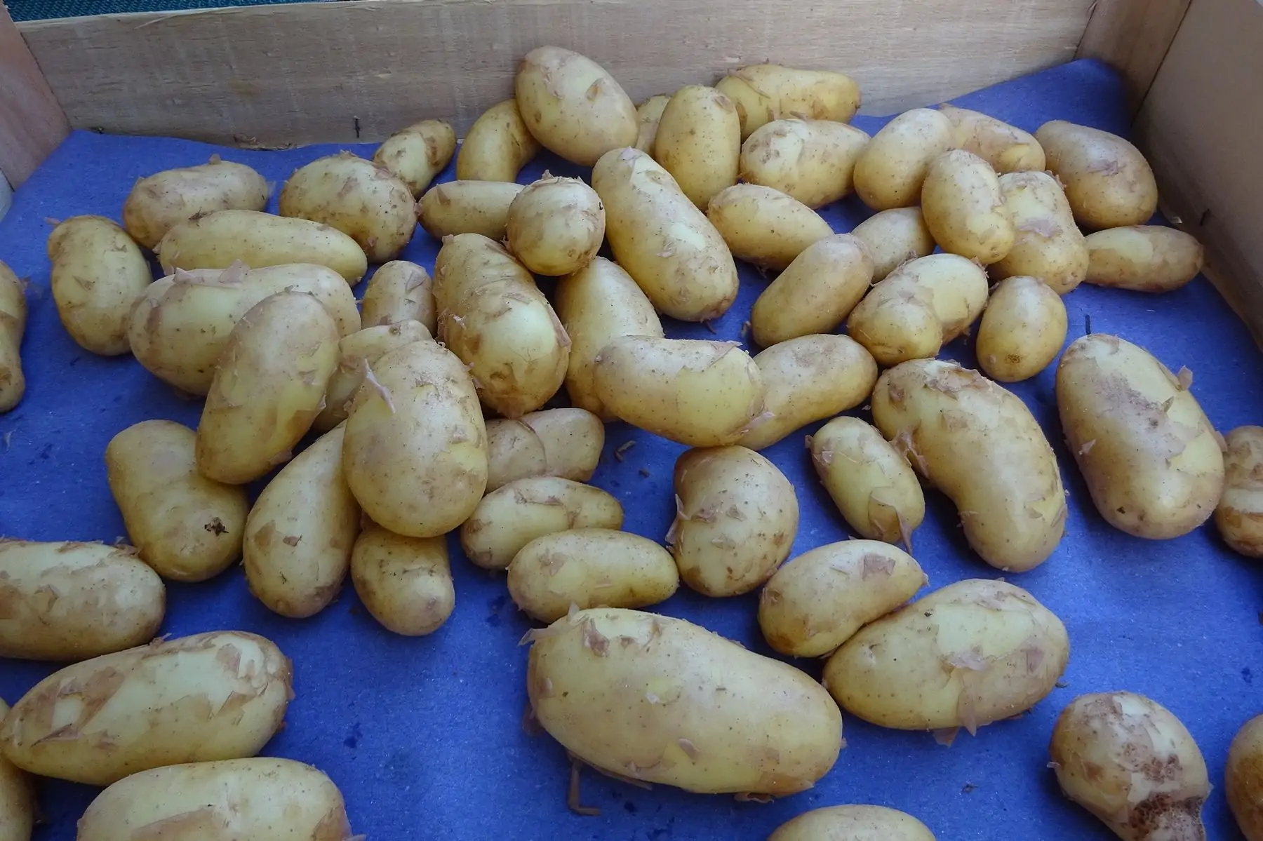 pomme de terre nouvelle charlotte