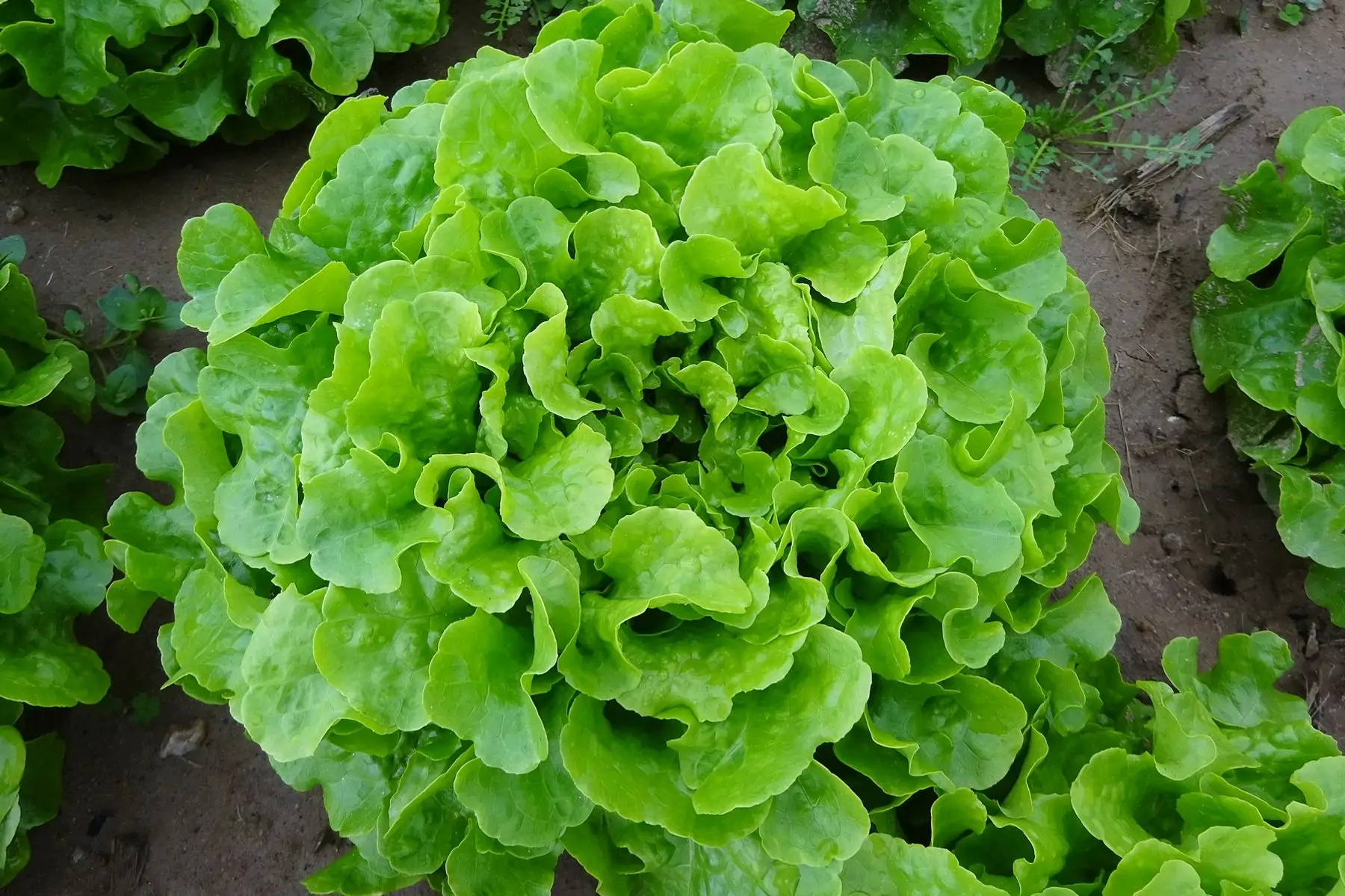 salade feuille de chène blonde