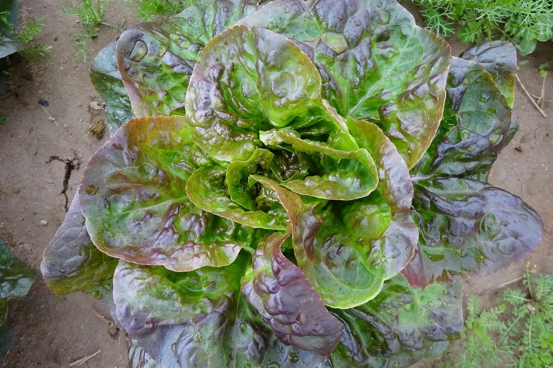 salade sucrine rouge