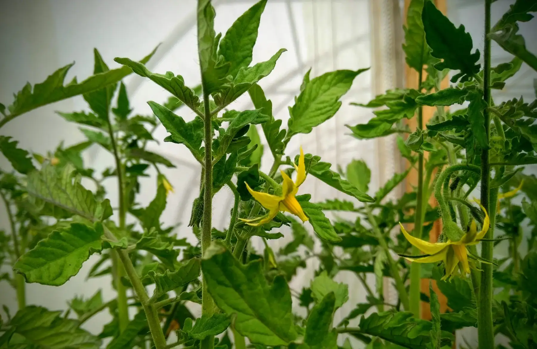 10 plants "tomates"