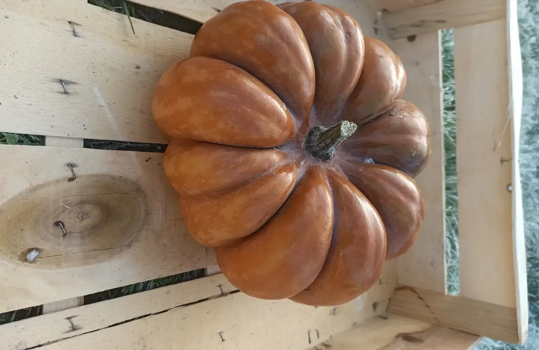 courge musquée de provence