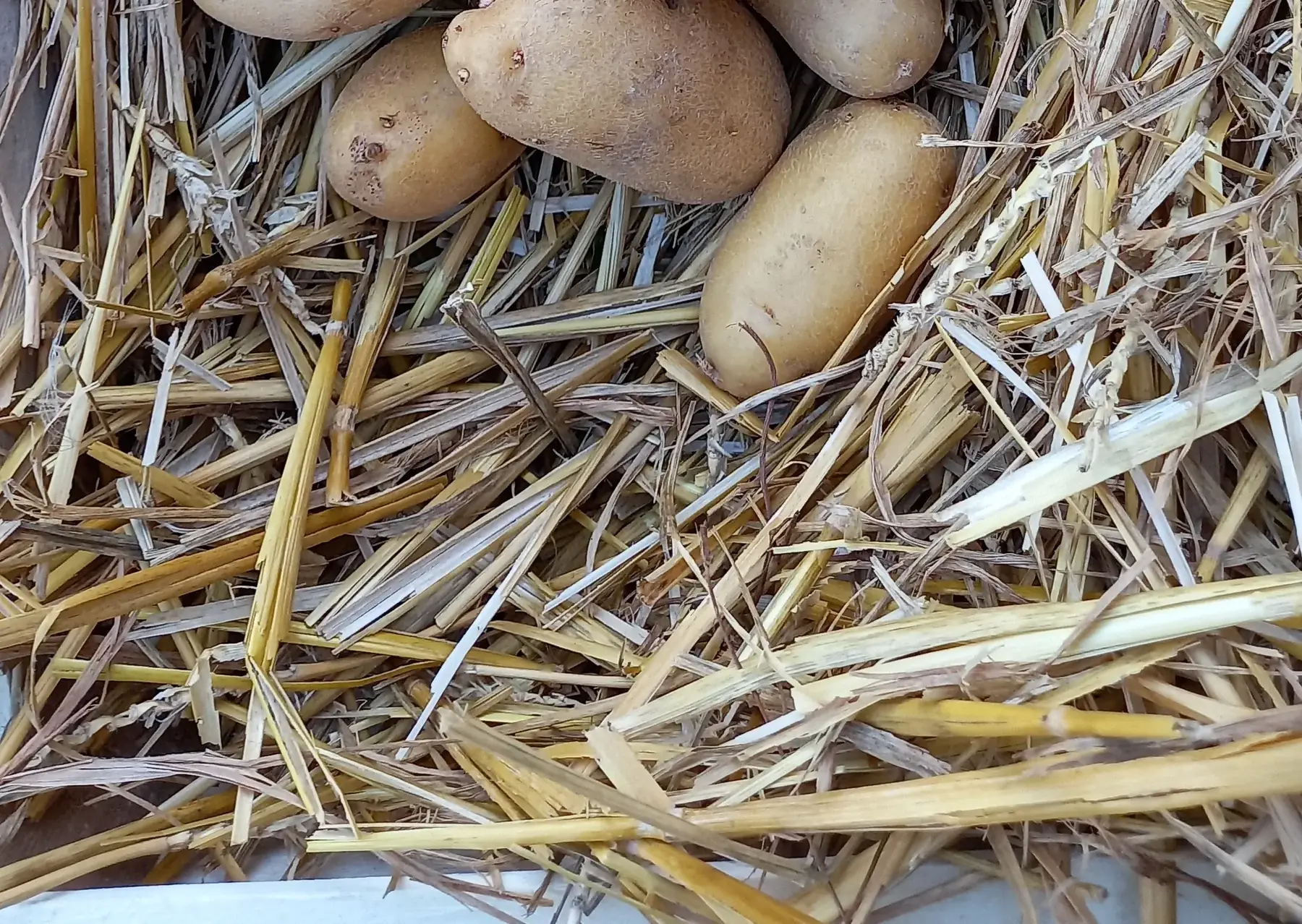 pommes de terre "laurette"