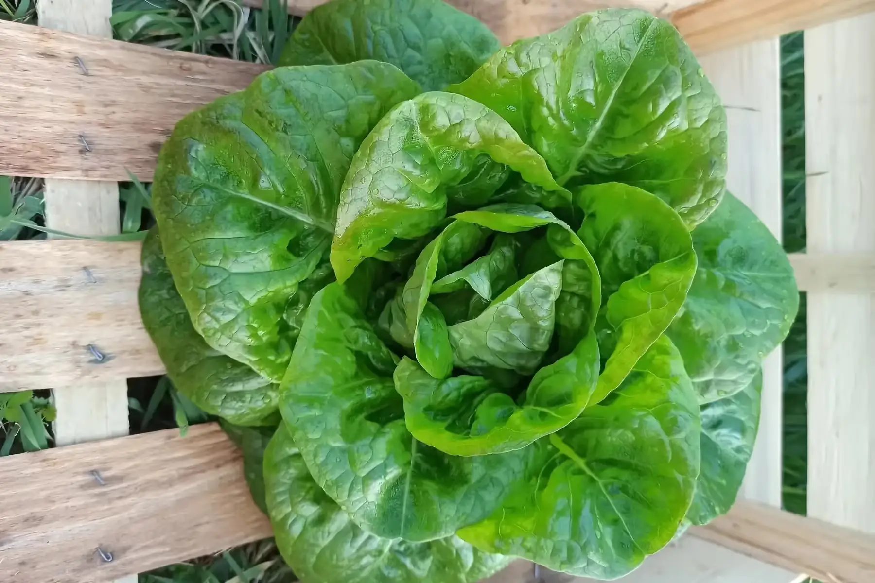 salade batavia "joviale"