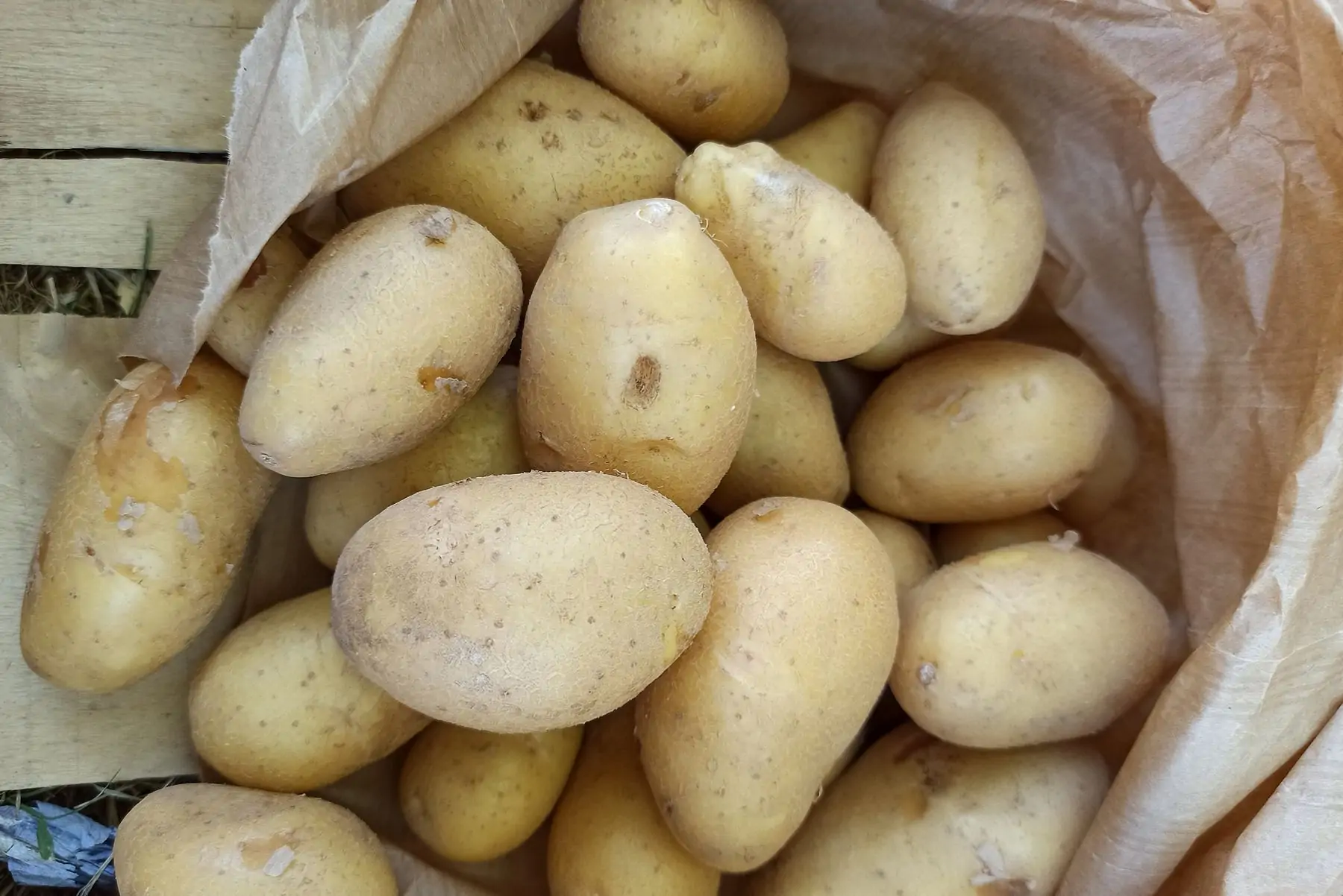 pommes de terre "anaïs"