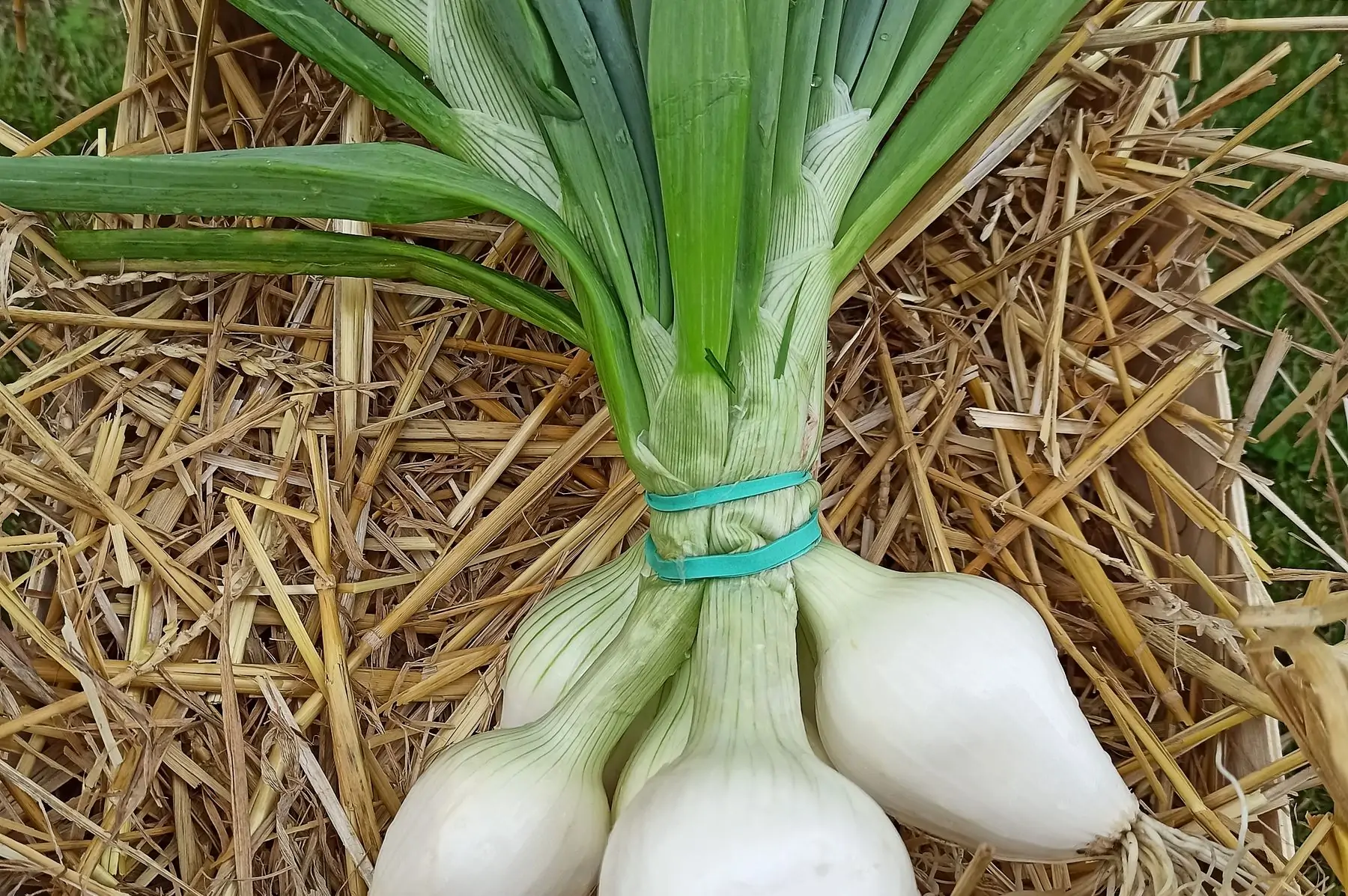 oignons blancs botte