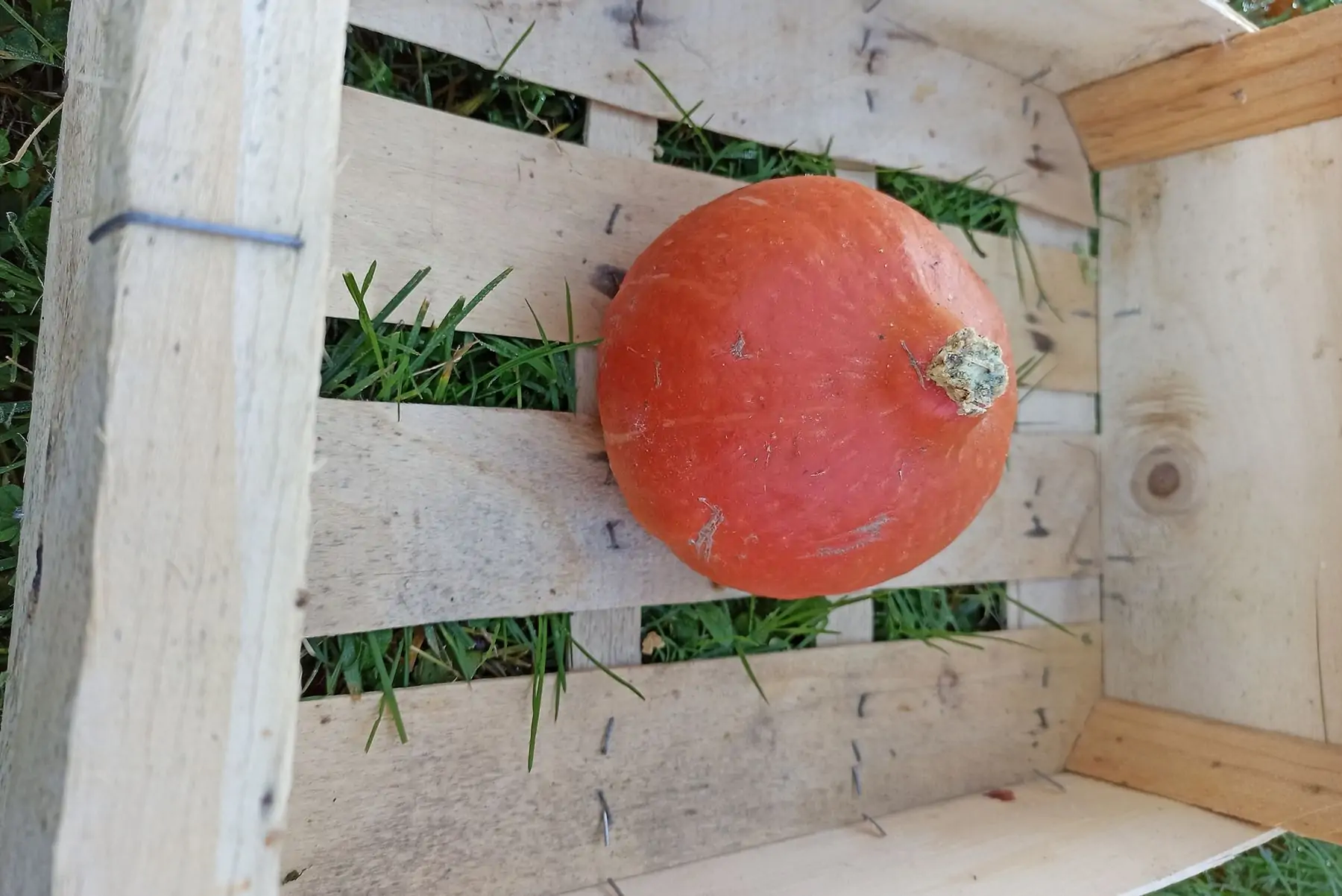 potimarrons 600 g (+/- 50 g)