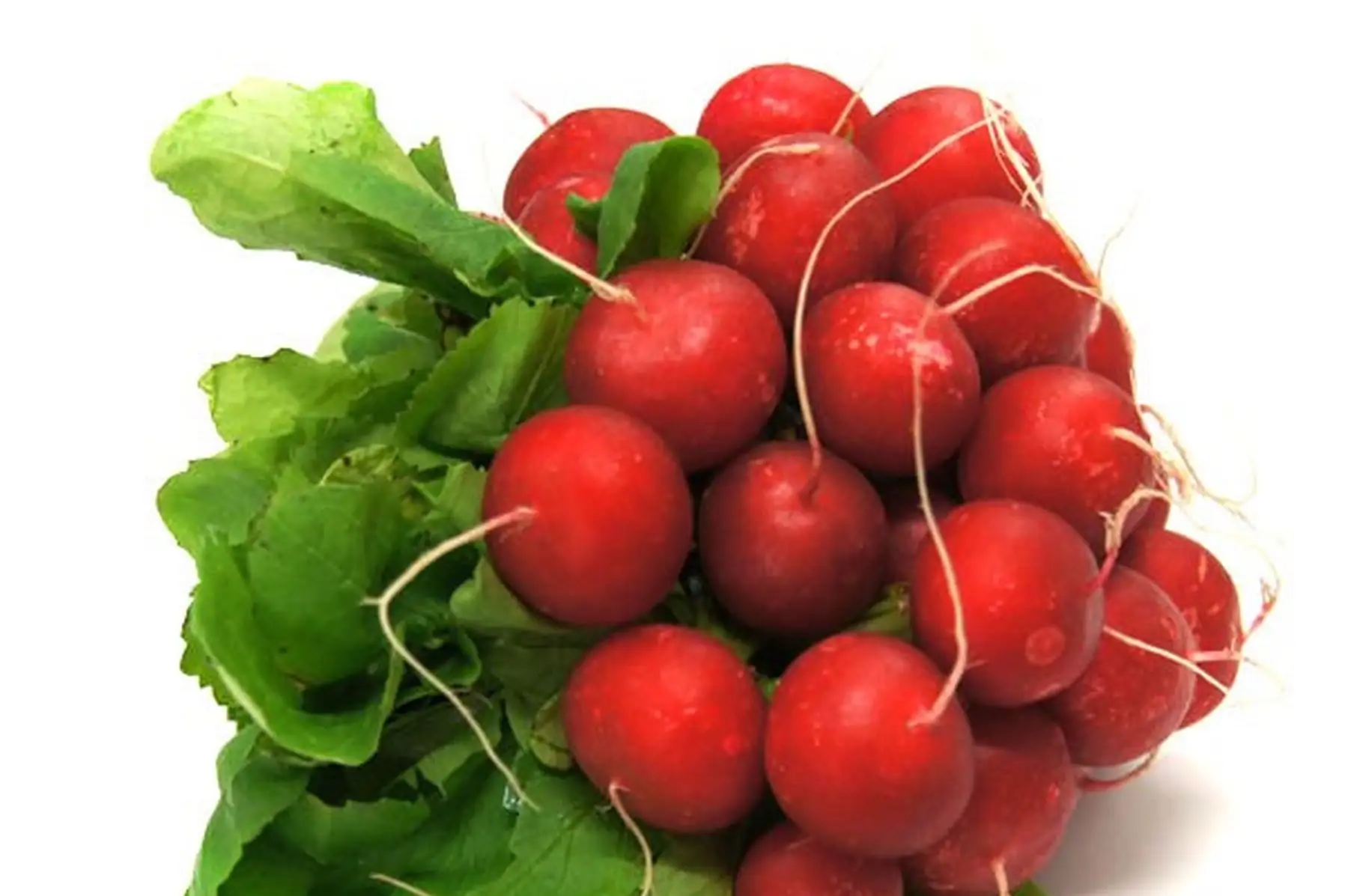 radis rouge