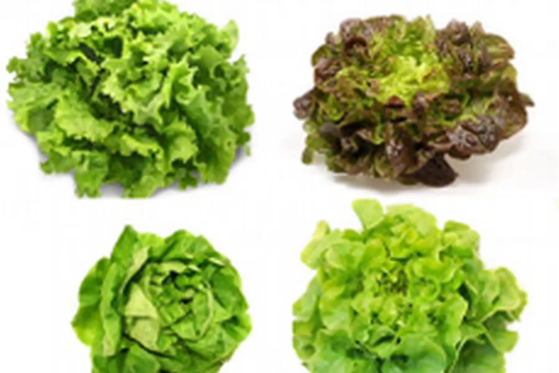 salade