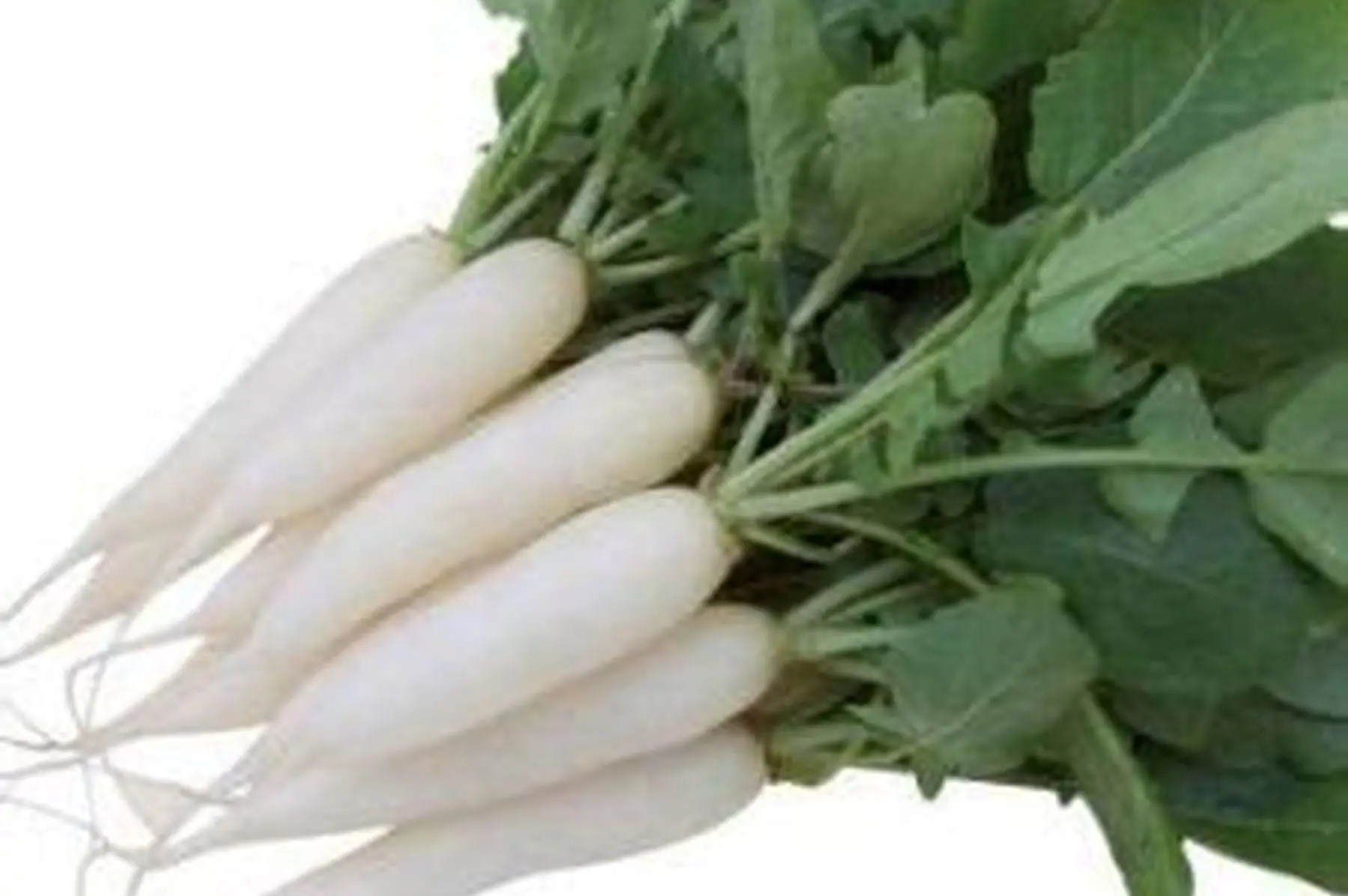 radis glaçon