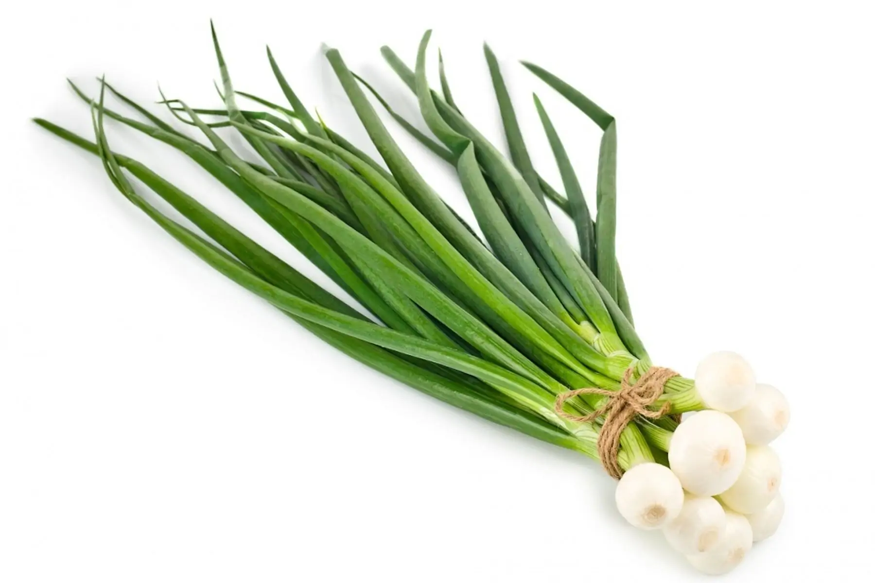 oignon blanc botte