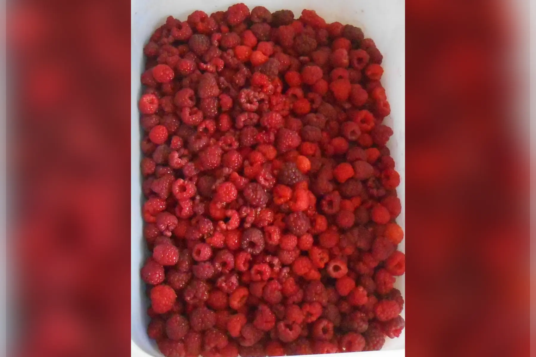 Framboises vrac pour confitures