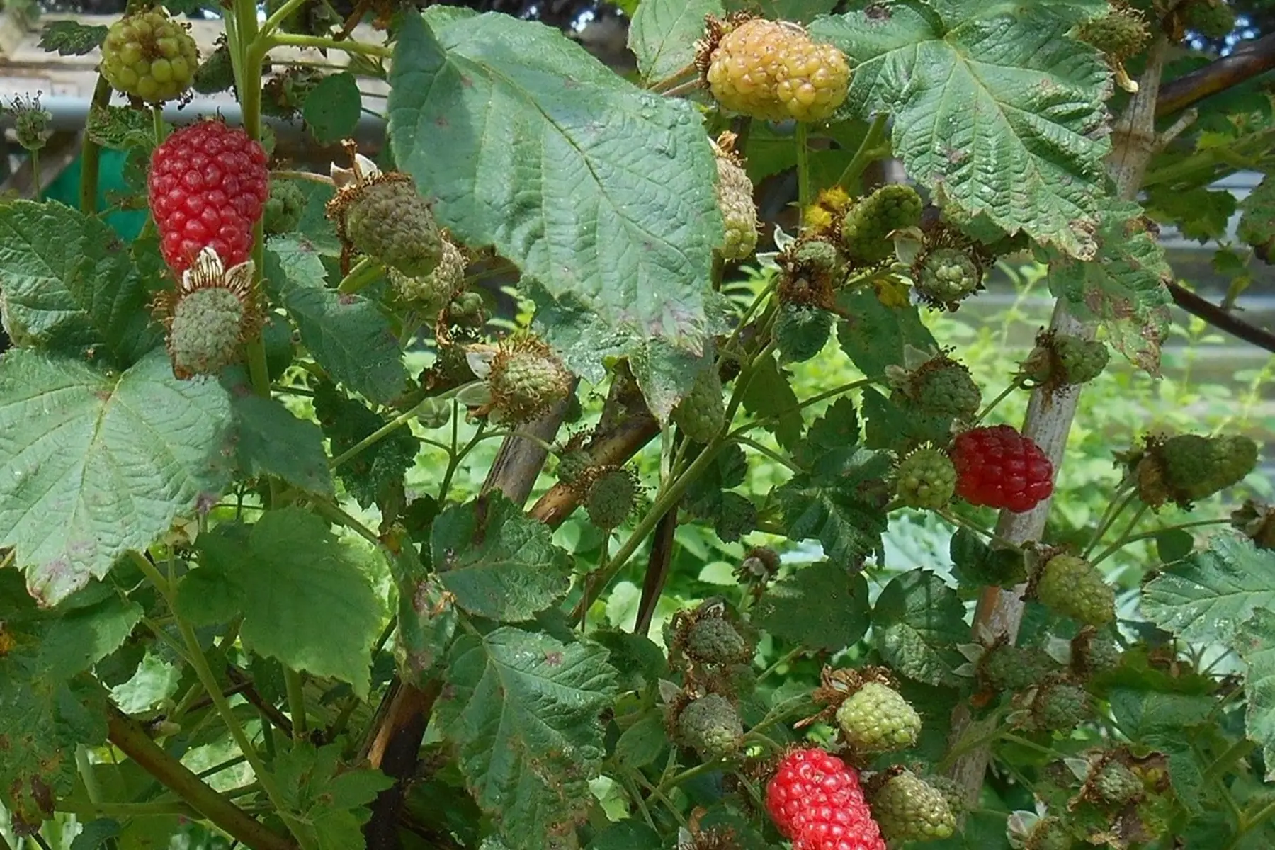 Plant de Tayberries