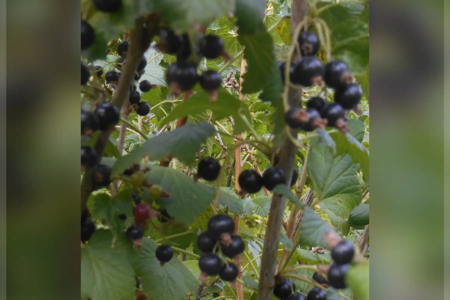 Barquette de Cassis