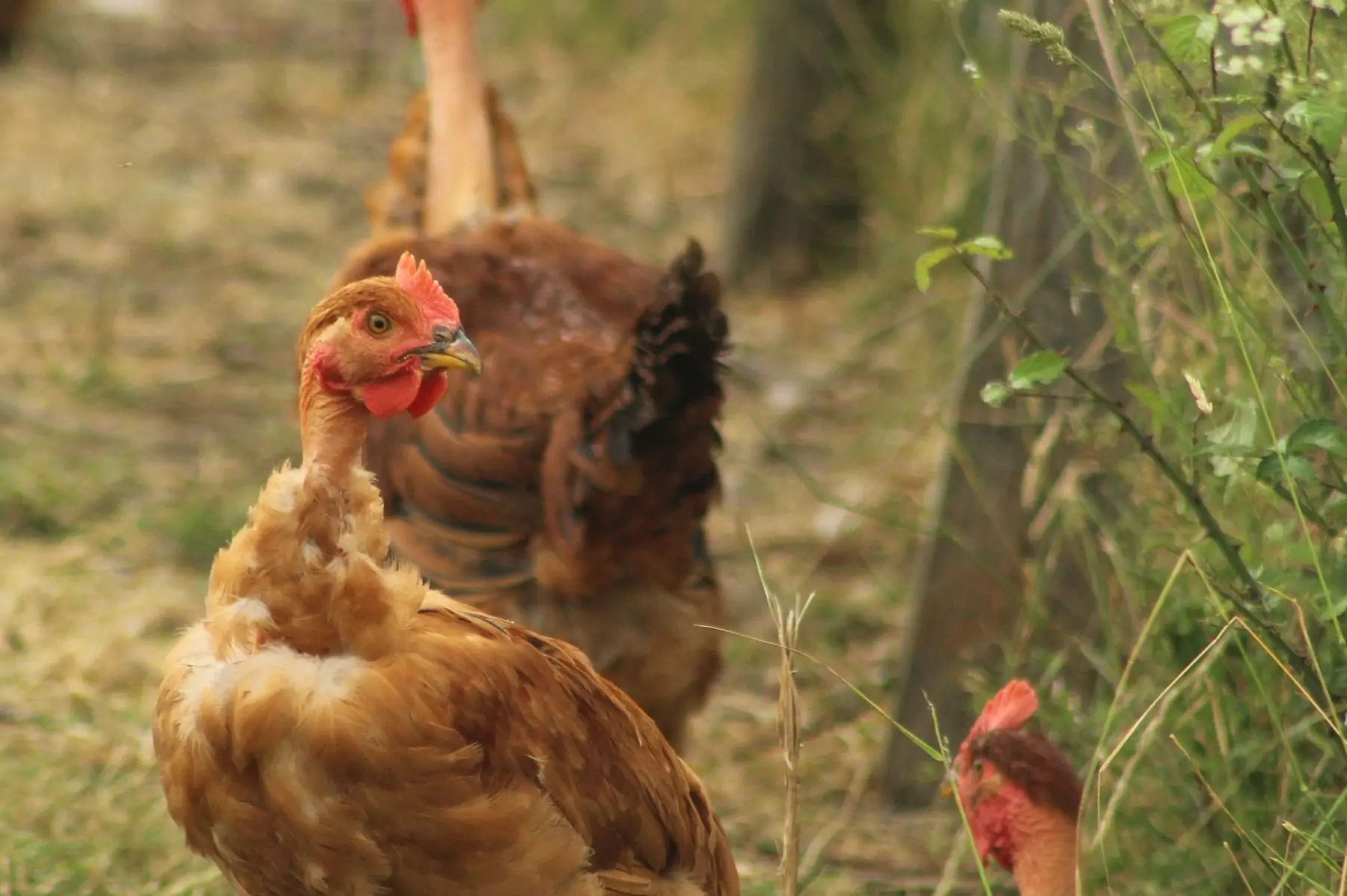 poulet prêt à cuire