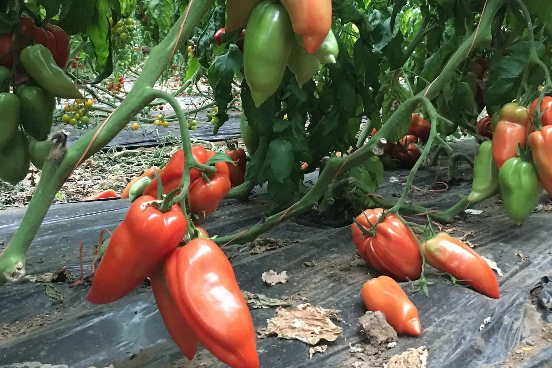 tomate cornue des andes
