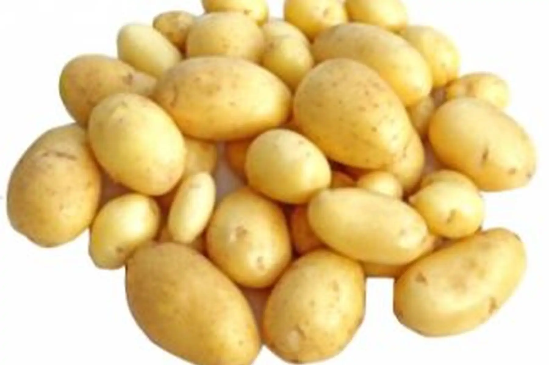 pommes de terre nouvelles