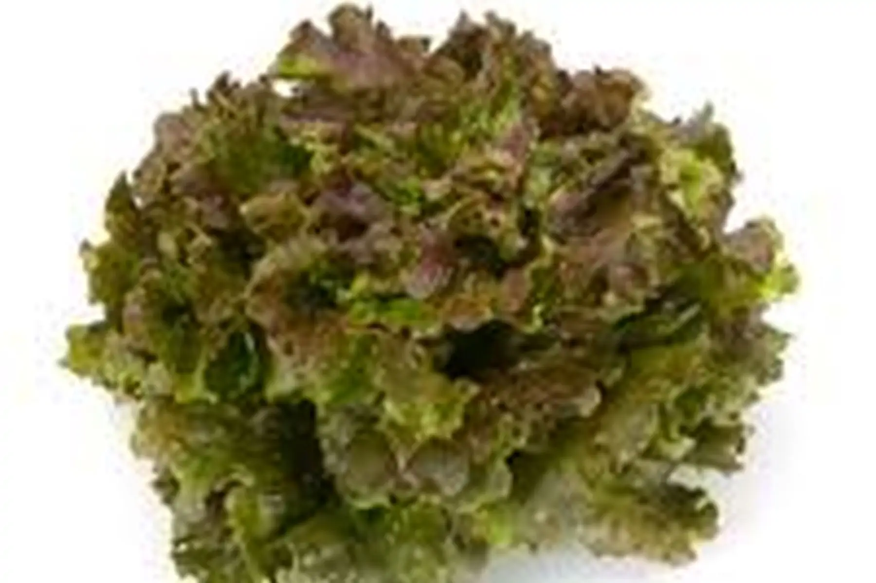 salade batavia carmen