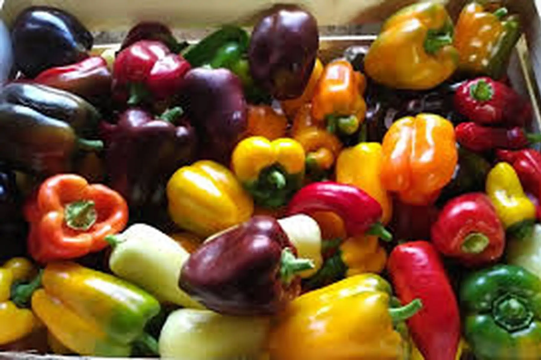 poivrons couleurs (jaune, rouge, chocolat)