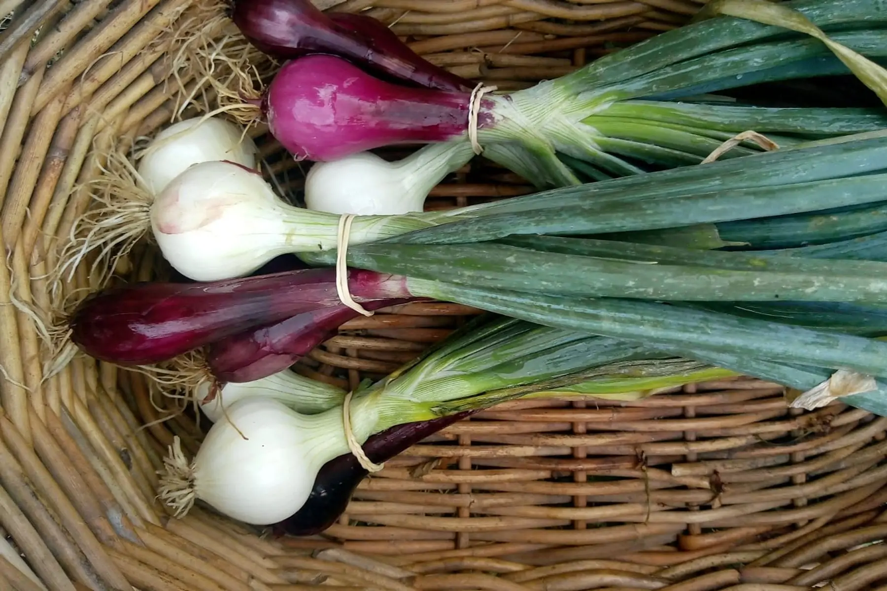 zoignons cébettes botte