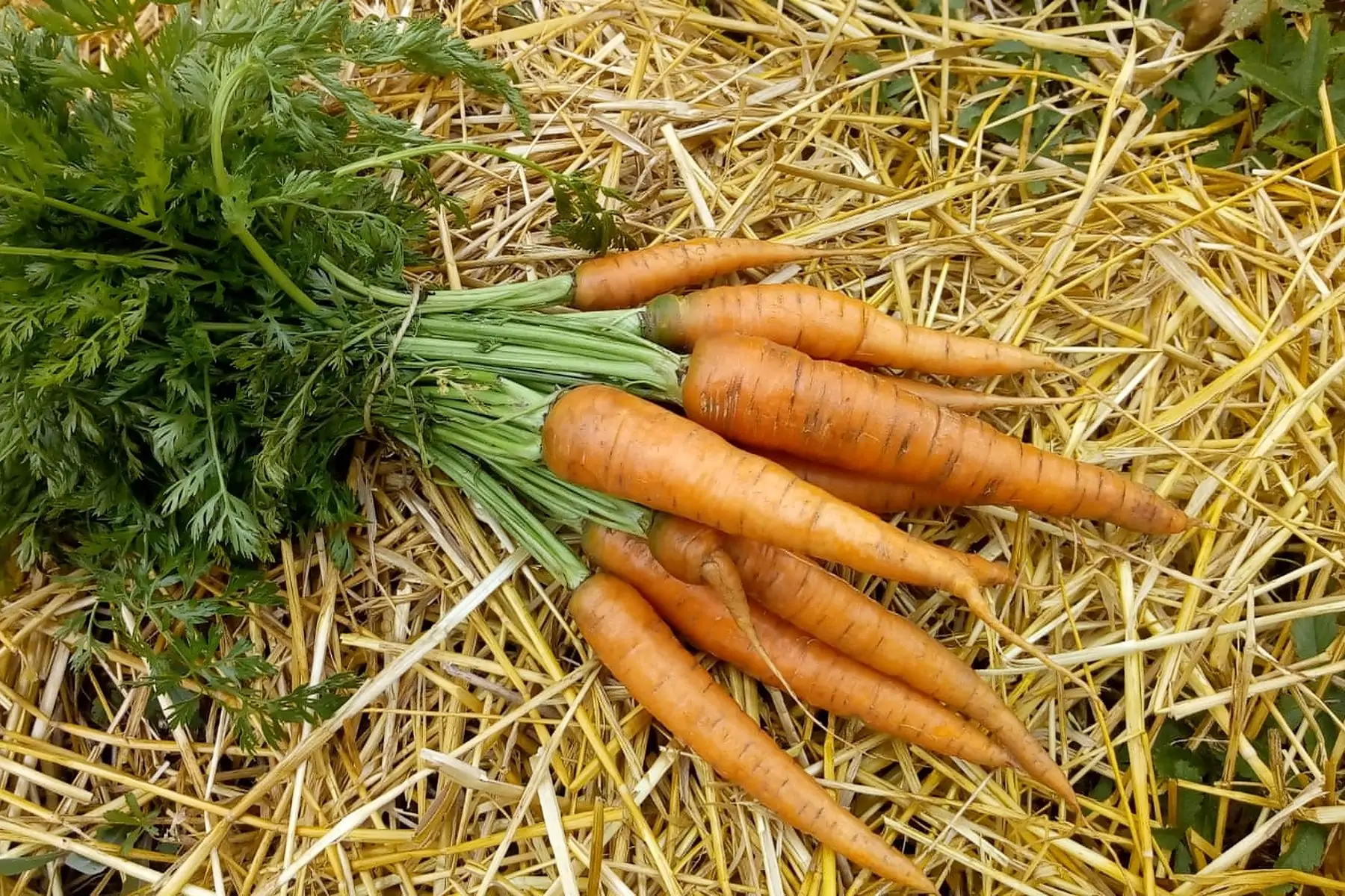 zcarottes fanes bottes