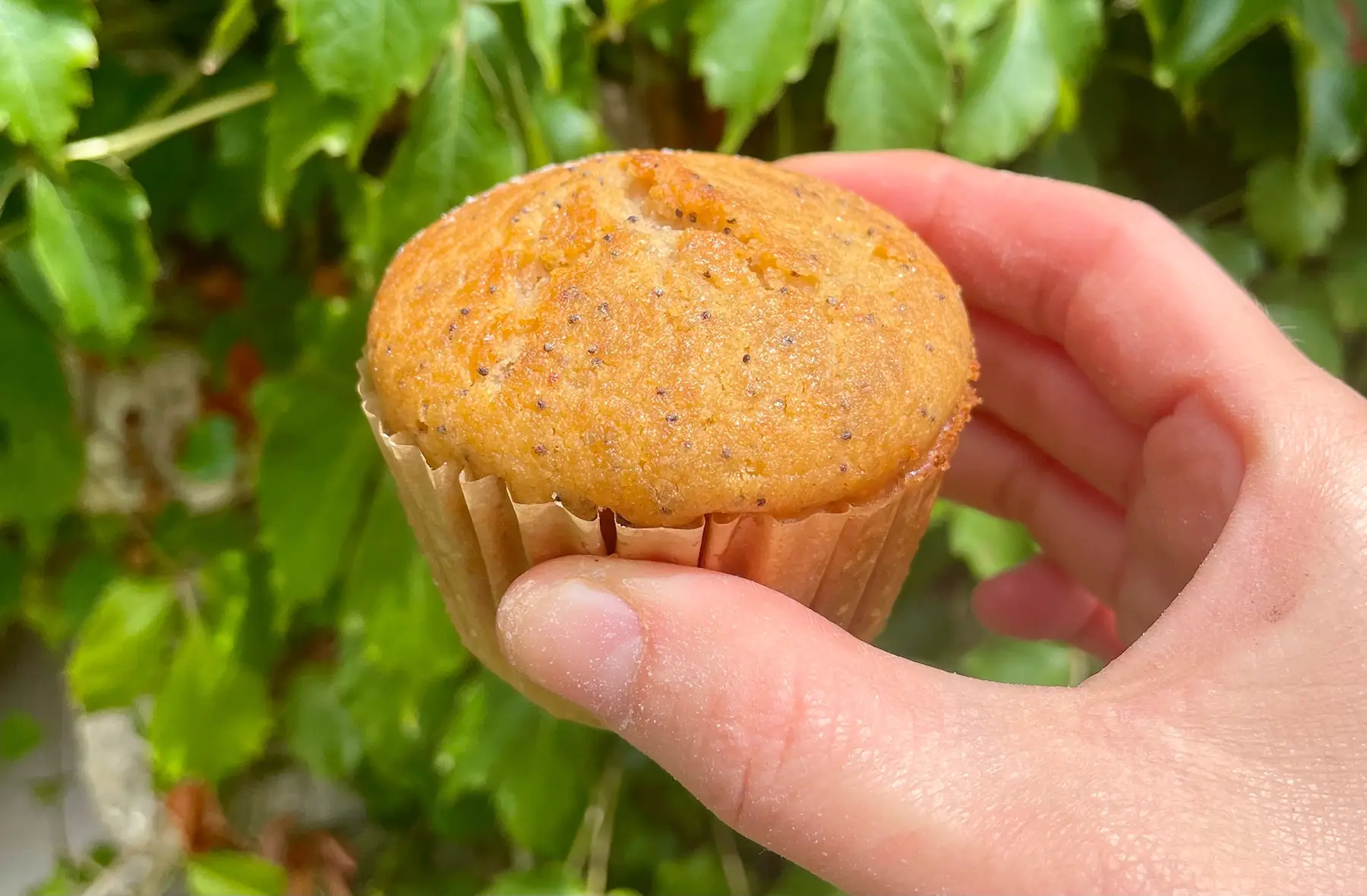 Muffin Citron Pavot