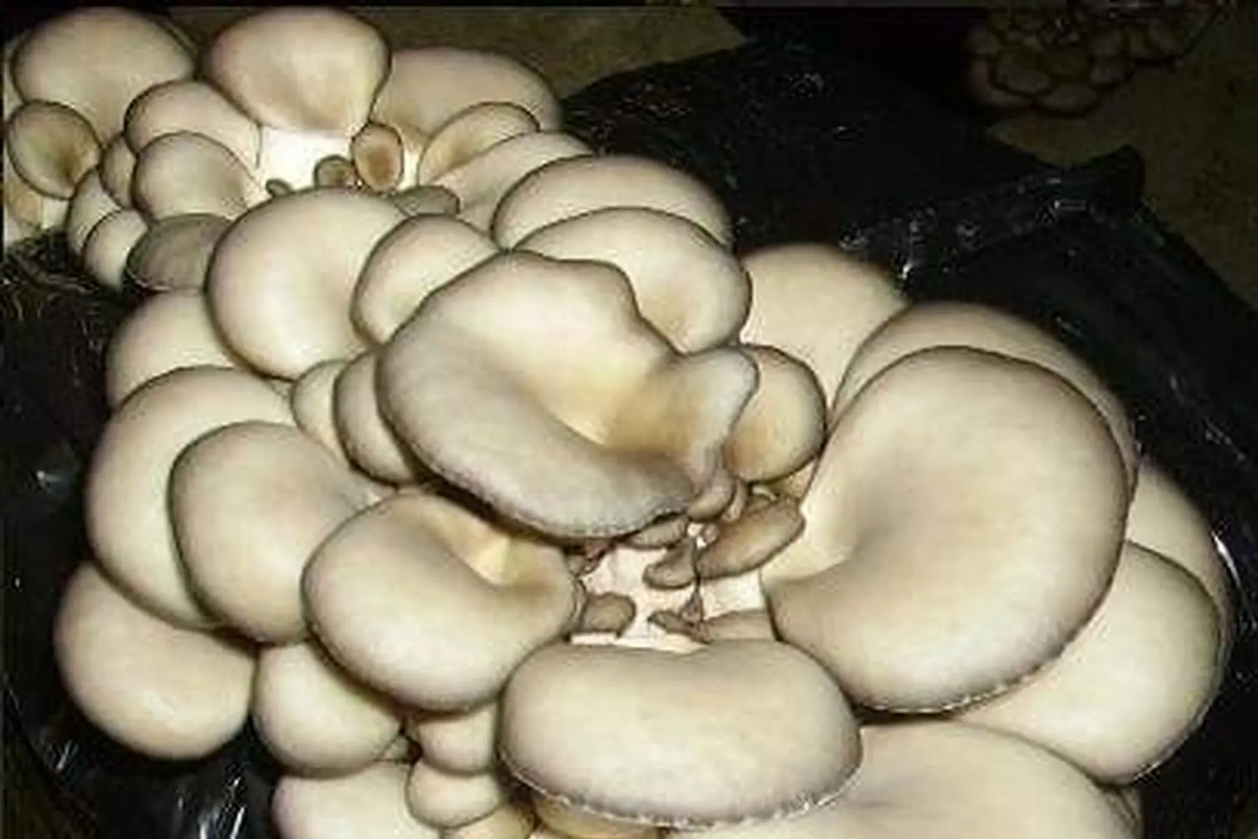 pleurotes
