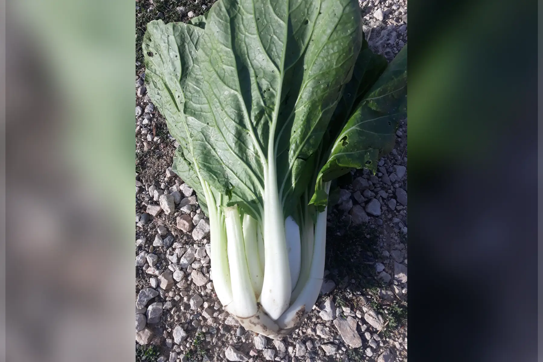 choux pak choï (entre 0.5 et 0.7 kgs)