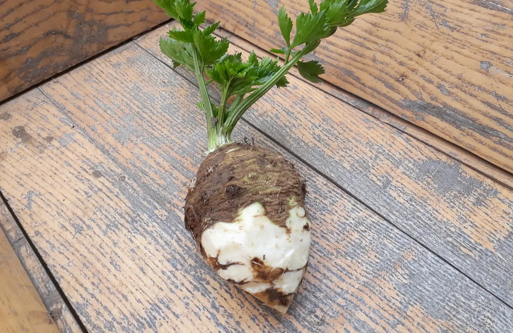 celeri rave ( 300grs)