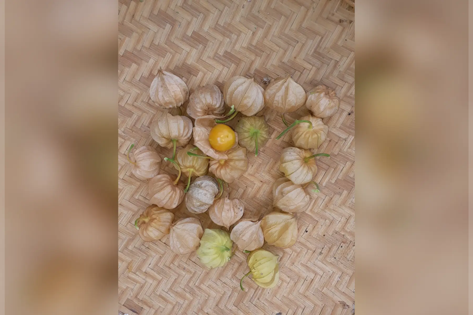 physalis ou coqueret du perou 100grs