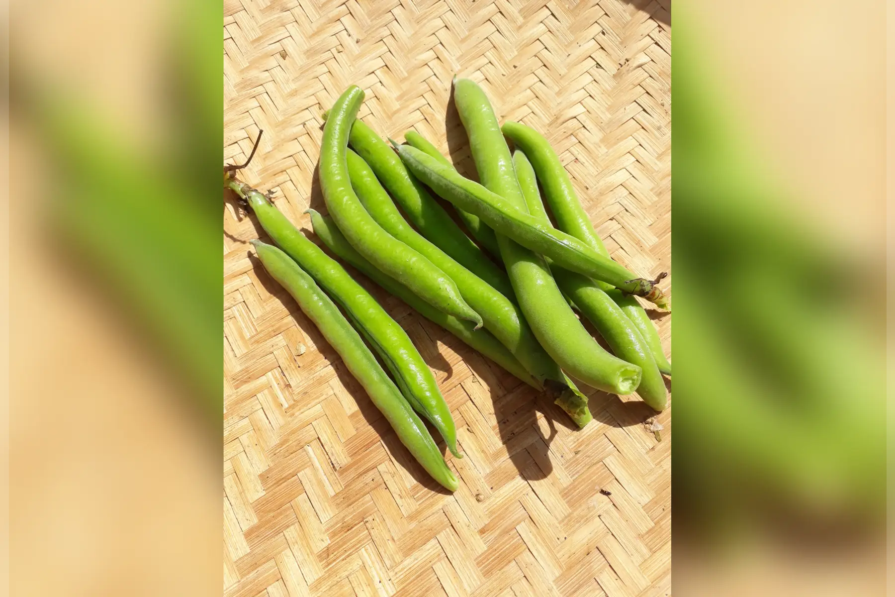 petites fèves "mange tout"